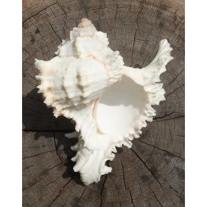 Sound Offering Conch Shells